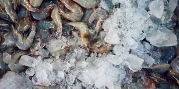 Radioactieve garnalen chaos in de VS – Paniek in staten