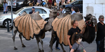 Kamelen in Boedapest: Mobilisatie tegen droogte