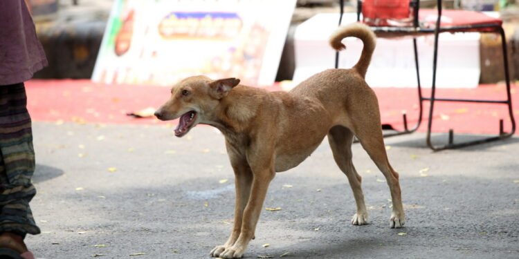 Miljoen zwerfhonden in India moeten schuilplaatsen vinden