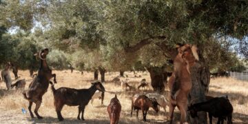 Nieuwe maatregelen voor schapen en geiten tegen overtredingen van protocollen