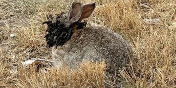 Konijnen met hoorns en spookachtige beelden in de VS