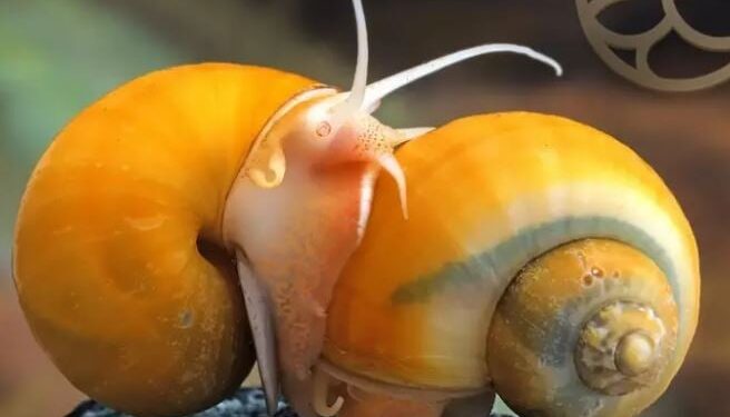 Hoe de slak mensen helpt met visieproblemen