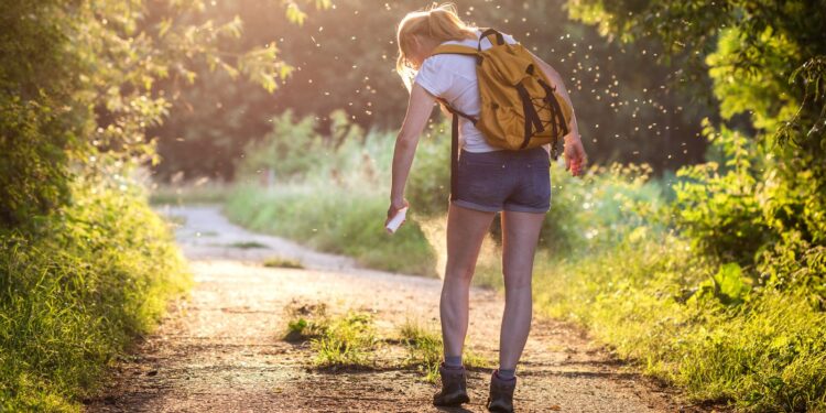 Chikungunya: symptomen, preventie en stijgende gevallen in het VK