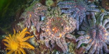 Wetenschappers lossen mysterie op van massale sterfte miljarden zeesterren