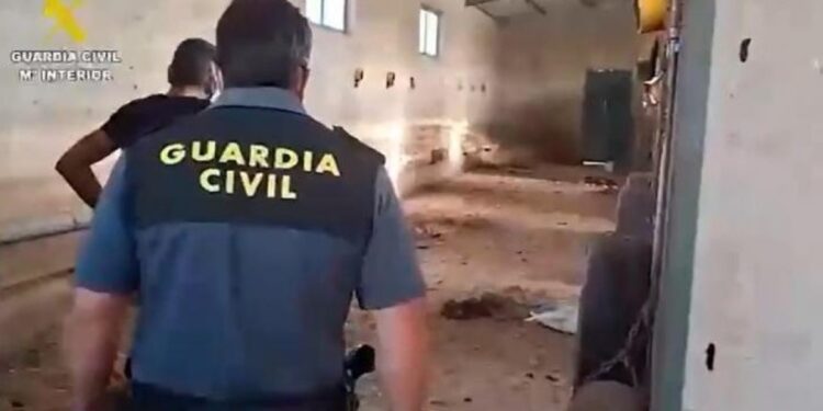 32 dode honden gevonden in Spaanse boerderij na maanden verwaarlozing