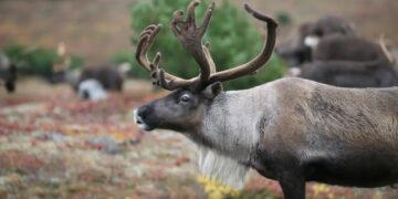 Rendieren slachtoffers van hittegolf in Finland