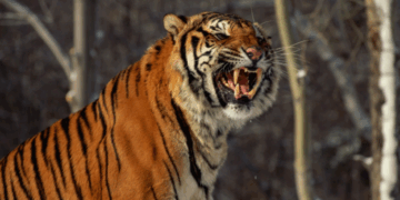 Tijger valt werknemer aan in Jeruzalemse dierentuin