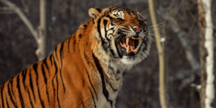 Tijger valt werknemer aan in Jeruzalemse dierentuin