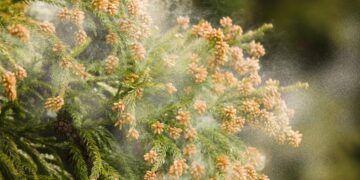 Revolutionaire pollenverspreiding met papier, sponzen en sensoren