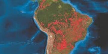 Bomen in Amazone groeien sneller door klimaatverandering