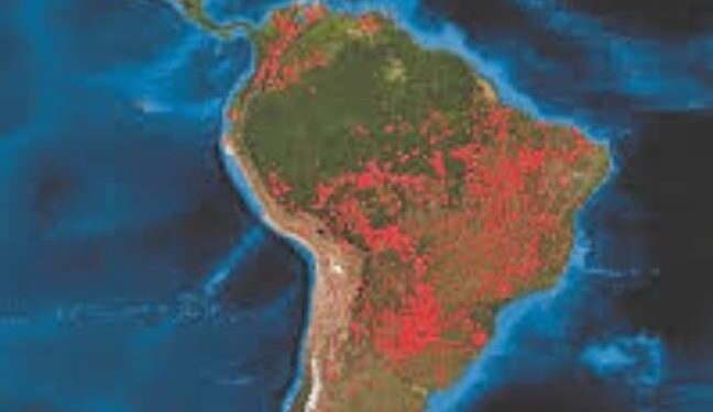 Bomen in Amazone groeien sneller door klimaatverandering