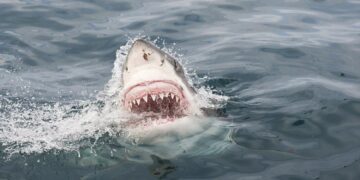 Materialen voor beschermingspakken tegen haaienaanvallen voor duikers en surfers ontdekt