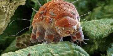 Het ultieme duurzame leven op aarde