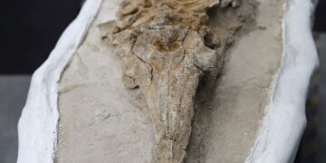 Fossiel van dolfijn uit Peru onthult verrassende ontdekking na 12 miljoen jaar