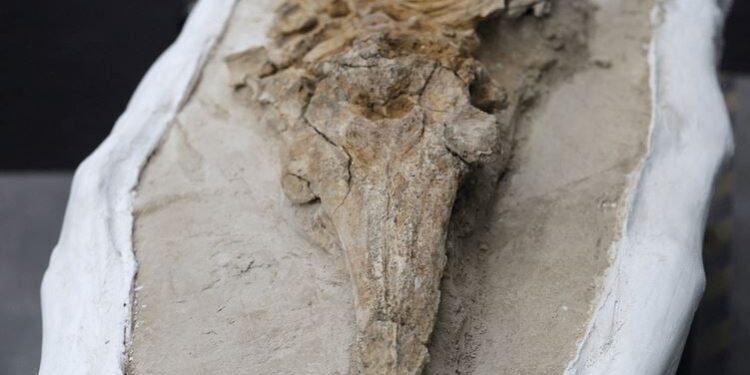 Fossiel van dolfijn uit Peru onthult verrassende ontdekking na 12 miljoen jaar