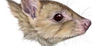 Onbekende marsuporsoorten mogelijk verdwenen in Australië