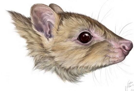 Onbekende marsuporsoorten mogelijk verdwenen in Australië