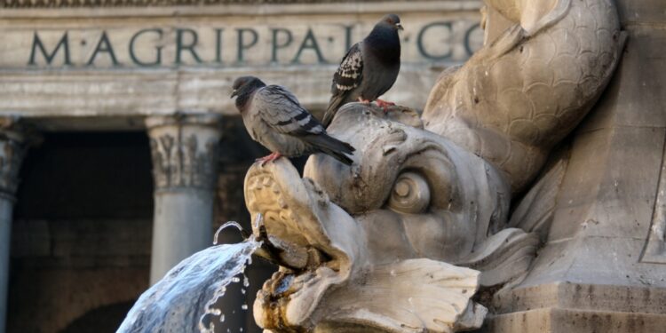 Burgemeester van Rome verbiedt vrouw duiven te voeden na klachten van buren