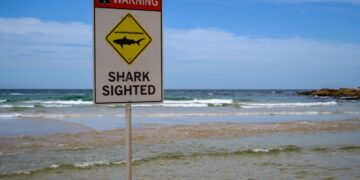 Surfers gedood bij grote haaienaanval in Australië