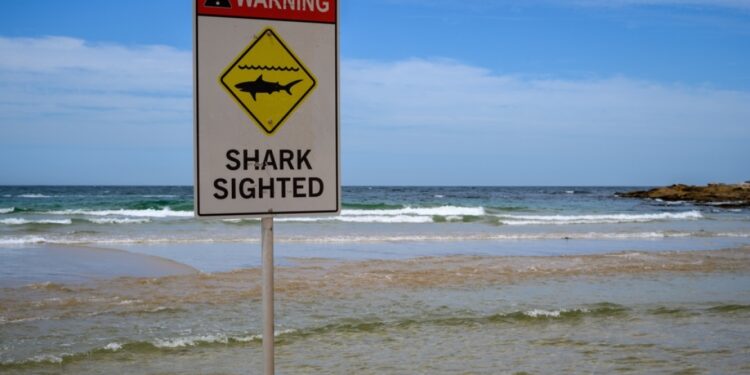 Surfers gedood bij grote haaienaanval in Australië