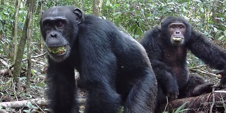Chimpansees drinken dagelijks twee alcoholische drankjes, blijkt uit onderzoek.