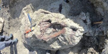 Nieuwe dinosaurus ontdekt in Argentinië met krokodillenbot in mond