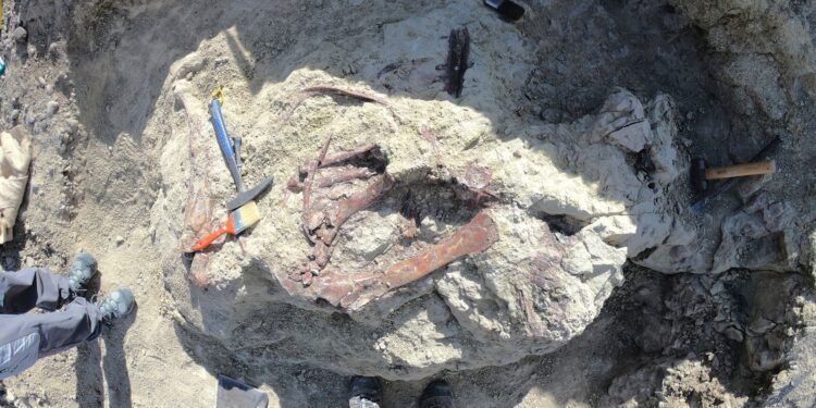 Nieuwe dinosaurus ontdekt in Argentinië met krokodillenbot in mond