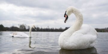 Royal Parks weerlegt beweringen Farage over zwanen eten door Oost-Europeanen in VK