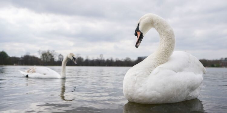 Royal Parks weerlegt beweringen Farage over zwanen eten door Oost-Europeanen in VK