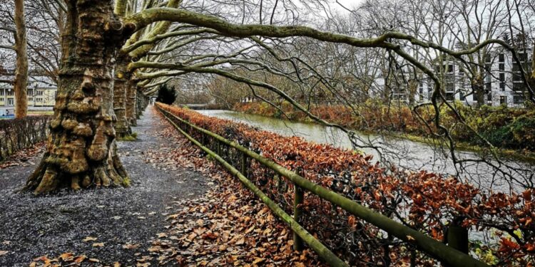 Verbod op bladblazers in Zürich tijdens herfstmaanden