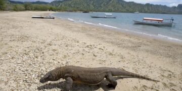 Komodovaranen: ooit in Thessaloniki