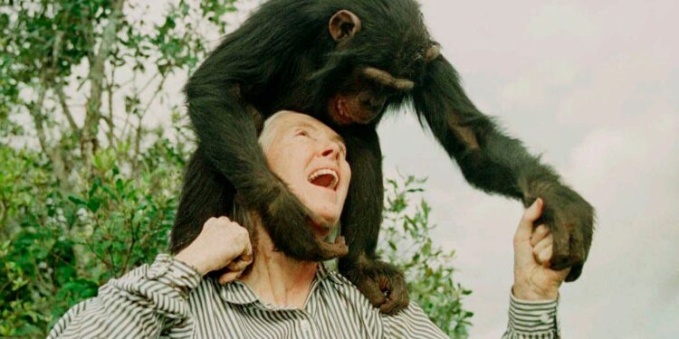 Jane Goodall, pionier in het bestuderen van apen, overleden