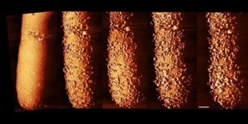 Antibioticum opgenomen in bacteriën in realtime: baanbrekende ontdekking