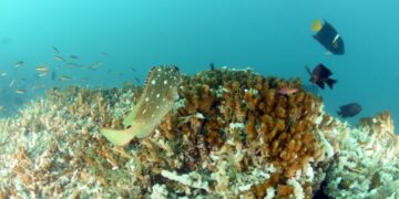 Koraalriffen bereiken keerpunt zonder terugkeer