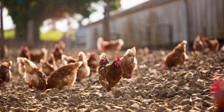 Uitbraken van vogelgriep in Nederland, België en Slowakije