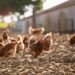 Uitbraken van vogelgriep in Nederland, België en Slowakije