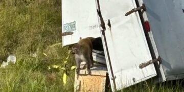 Apen ontsnappen uit vrachtwagen in Mississippi – Valse paniek om infectieziekten