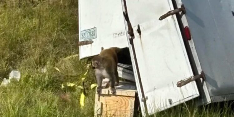 Apen ontsnappen uit vrachtwagen in Mississippi – Valse paniek om infectieziekten