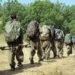 De PKK trekt al haar troepen terug uit Turkije
