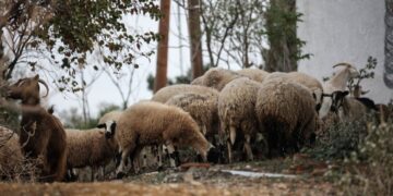 Verlenging preventieve maatregelen tegen pokken bij geiten en schapen