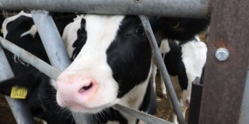 Oplossing voor koeienboeren om impact op klimaatverandering te verminderen