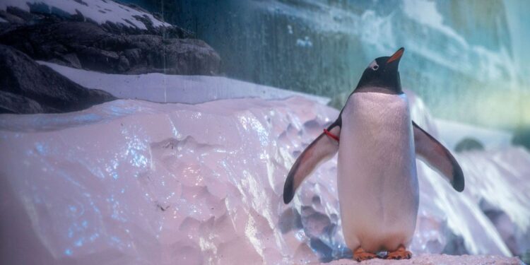 Sea Life baas uitgedaagd om te ruilen met pinguïns in kelder.