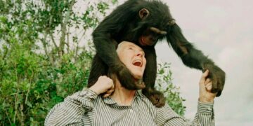 Jane Goodall, pionier in het bestuderen van chimpansees, overleden