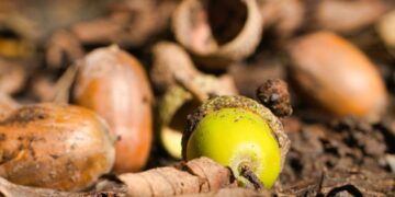 Recordoogst aan eikels, kastanjes en bessen door warm weer