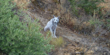 De Iberische lynx: een mythische katachtige in Spanje en zijn bescherming