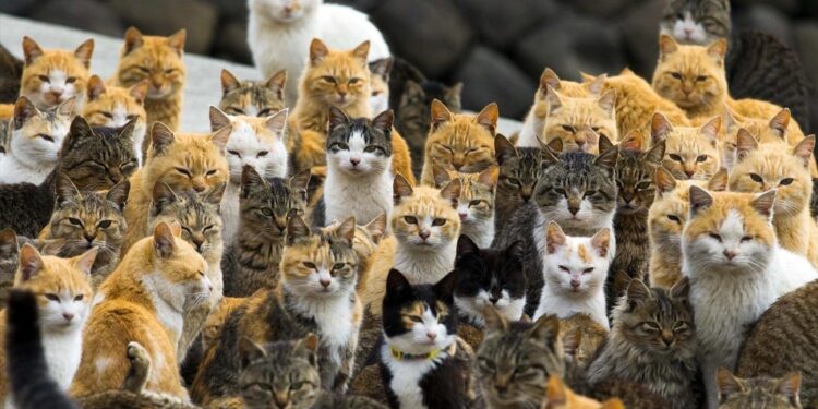 De eerste huiskat in Europa onthuld door genetisch onderzoek