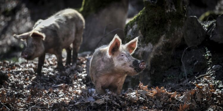 Varkenspest blokkeert Spaanse export van varkensvlees