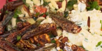 Insecten als delicatesse: culinaire trend in Marburgse cafés