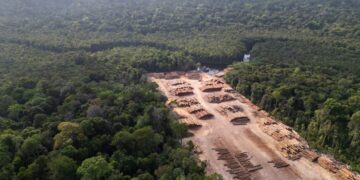 Franse banken beticht van financiering ontbossing Amazonegebied door NGO’s