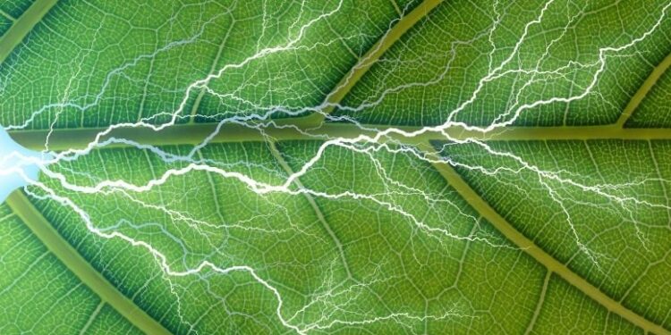 Groen licht: kunstmatig blad creëert nuttige producten